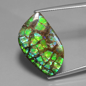 Ammolite Multicolore naturelle Forme fantaisie, 16.96 ct, Opaque