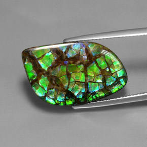 Ammolite Multicolore naturelle Forme fantaisie, 16.96 ct, Opaque