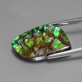 Ammolite Multicolore naturelle Forme fantaisie, 16.96 ct, Opaque