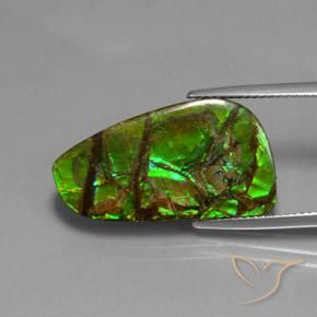 Ammolite Multicolore naturelle Fantaisie, 12.43 ct, Opaque