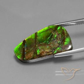 Ammolite Multicolore naturelle Fantaisie, 12.43 ct, Opaque