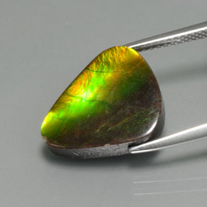 Ammolite multicolore naturelle forme fantaisie, 6,81 ct, opaque