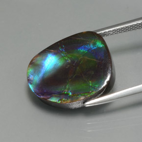 Ammolite Multicolore naturelle Forme fantaisie, 8.30 ct, Opaque