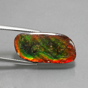 Ammolite Multicolore naturelle Forme fantaisie, 12.96 ct, Opaque
