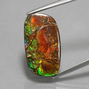 Ammolite multicolore naturelle forme fantaisie, 11,39 ct, opaque