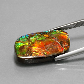 Ammolite multicolore naturelle forme fantaisie, 11,39 ct, opaque