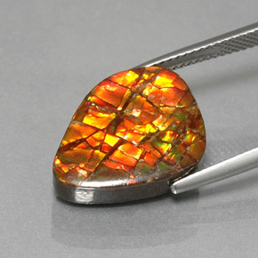 Ammolite multicolore naturelle forme fantaisie, 11,57 ct, opaque