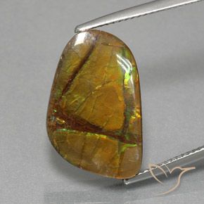 Ammolite Multicolore naturelle Fantaisie, 8.36 ct, Opaque