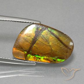 Ammolite Multicolore naturelle Fantaisie, 8.36 ct, Opaque
