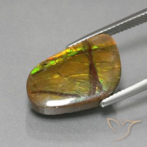 Ammolite Multicolore naturelle Fantaisie, 8.36 ct, Opaque
