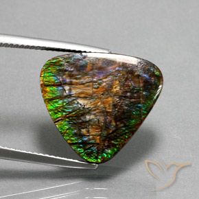 Ammolite Multicolore naturelle Trillion, 12.33 ct, Opaque