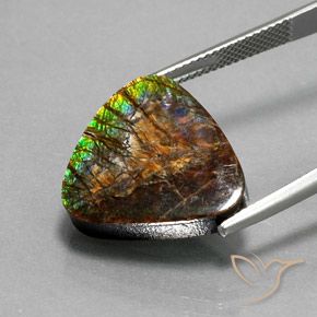 Ammolite Multicolore naturelle Trillion, 12.33 ct, Opaque