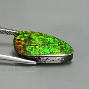 Ammolite Multicolore naturelle Forme fantaisie, 7.57 ct, Opaque