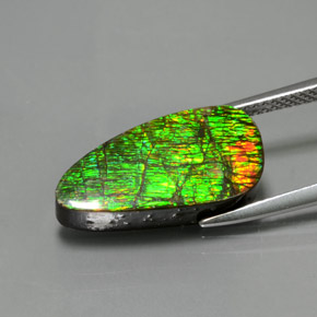 Ammolite Multicolore naturelle Forme fantaisie, 7.57 ct, Opaque