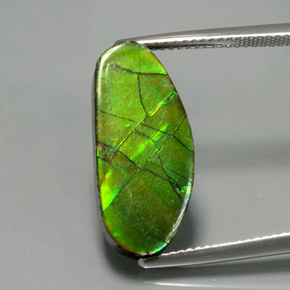 Ammolite multicolore naturelle forme fantaisie, 6,87 ct, opaque