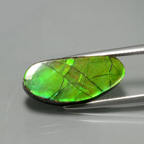 Ammolite multicolore naturelle forme fantaisie, 6,87 ct, opaque