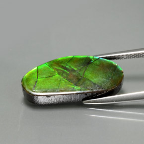 Ammolite multicolore naturelle forme fantaisie, 6,87 ct, opaque