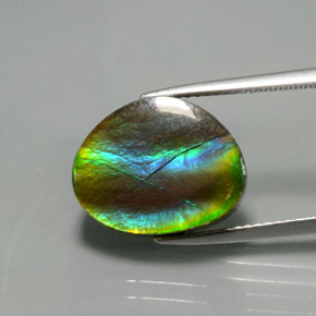 Ammolite Multicolore naturelle Forme fantaisie, 7.03 ct, Opaque