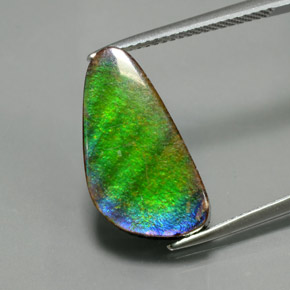 Ammolite Multicolore naturelle Forme fantaisie, 6.53 ct, Opaque