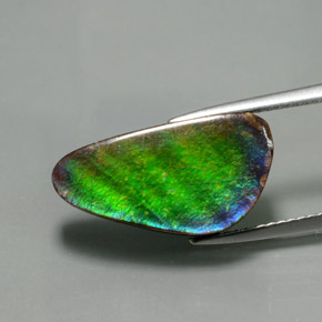 Ammolite Multicolore naturelle Forme fantaisie, 6.53 ct, Opaque