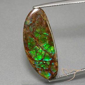 Ammolite Multicolore naturelle Fantaisie, 12.02 ct, Opaque