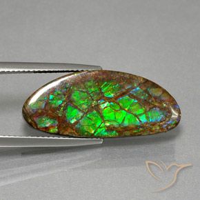 Ammolite Multicolore naturelle Fantaisie, 12.02 ct, Opaque