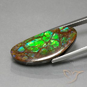 Ammolite Multicolore naturelle Fantaisie, 12.02 ct, Opaque