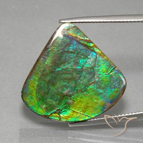 Ammolite Multicolore naturelle Forme fantaisie, 19.82 ct, Opaque