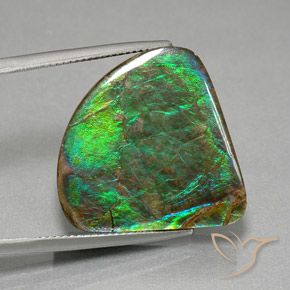 Ammolite Multicolore naturelle Forme fantaisie, 19.82 ct, Opaque