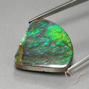 Ammolite Multicolore naturelle Forme fantaisie, 19.82 ct, Opaque