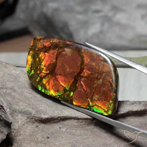 Ammolite Multicolore naturelle Fantaisie, 26.89 ct, Opaque