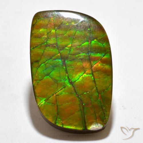 19.27ct Naturel Multicolore Ammolite, Fantaisie, Opaque