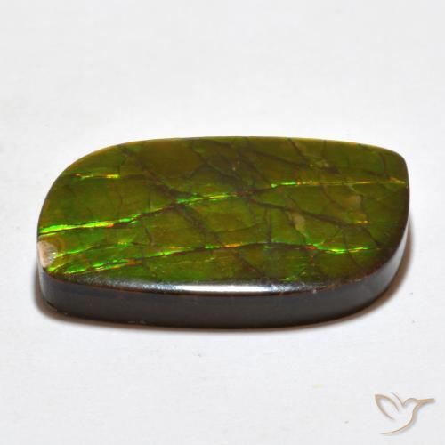 Ammolite Multicolore naturelle Fantaisie, 19.27 ct, Opaque