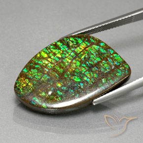 Ammolite Multicolore naturelle Fantaisie, 21.29 ct, Opaque