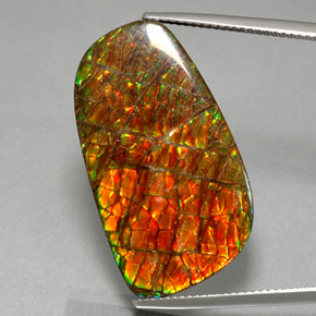 Ammolite multicolore naturelle forme fantaisie, 30,98 ct, opaque