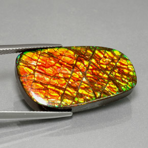 Ammolite multicolore naturelle forme fantaisie, 30,98 ct, opaque