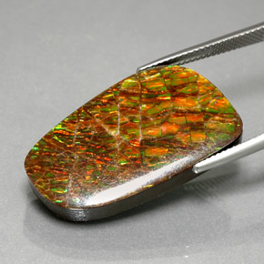 Ammolite multicolore naturelle forme fantaisie, 30,98 ct, opaque