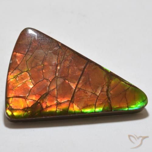 Ammolite Multicolore naturelle Trillion, 20.44 ct, Opaque