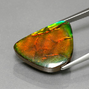 Ammolite Multicolore naturelle Forme fantaisie, 9.79 ct, Opaque