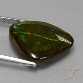 Ammolite Multicolore naturelle Fantaisie, 14.70 ct, Opaque