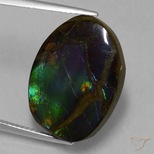 Ammolite Multicolore naturelle Fantaisie, 13.58 ct, Opaque