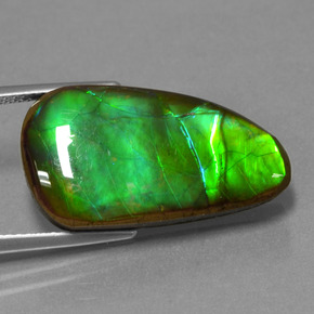 Ammolite Multicolore naturelle Forme fantaisie, 12.83 ct, Opaque