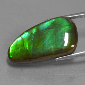 Ammolite Multicolore naturelle Forme fantaisie, 12.83 ct, Opaque