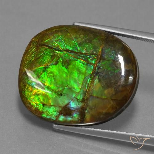 Ammolite Multicolore naturelle Fantaisie, 16.29 ct, Opaque