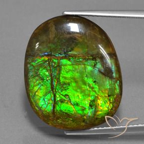 Ammolite Multicolore naturelle Fantaisie, 16.29 ct, Opaque
