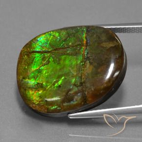 Ammolite Multicolore naturelle Fantaisie, 16.29 ct, Opaque