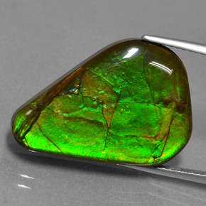 Ammolite Multicolore naturelle Forme fantaisie, 17.46 ct, Opaque