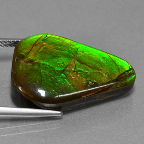 Ammolite Multicolore naturelle Forme fantaisie, 17.46 ct, Opaque