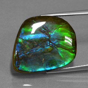 Ammolite multicolore naturelle forme fantaisie, 15,30 ct, opaque