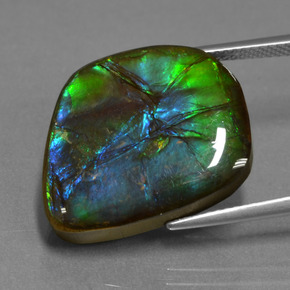 Ammolite multicolore naturelle forme fantaisie, 15,30 ct, opaque
